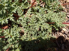 Tauschia parishii
