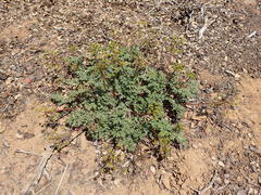 Tauschia parishii