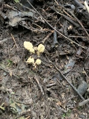Cordyceps cranstounii