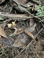 Cordyceps cranstounii