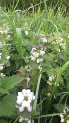 Lamium album