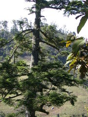Abies guatemalensis