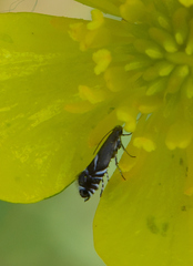 Glyphipterix simpliciella