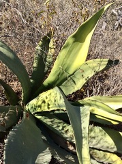 Agave marmorata