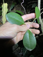 Hoya australis australis