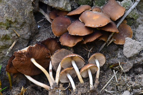 Common Stump Brittlestem