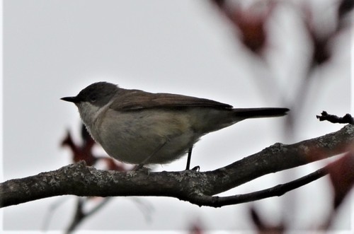 Curruca zarcerilla (Curruca curruca)