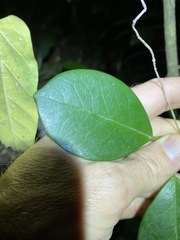 Hoya australis australis