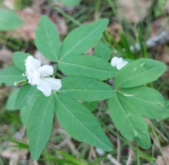 Cardamine altaica