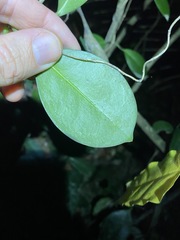 Hoya australis australis