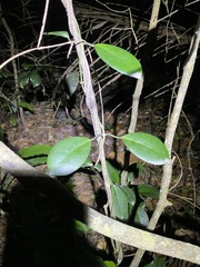 Hoya australis australis