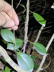 Hoya australis australis