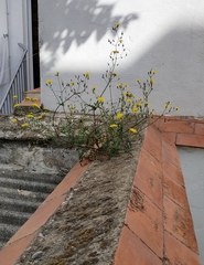 Sonchus tenerrimus