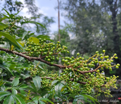 Zanthoxylum khasianum