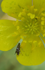 Glyphipterix simpliciella