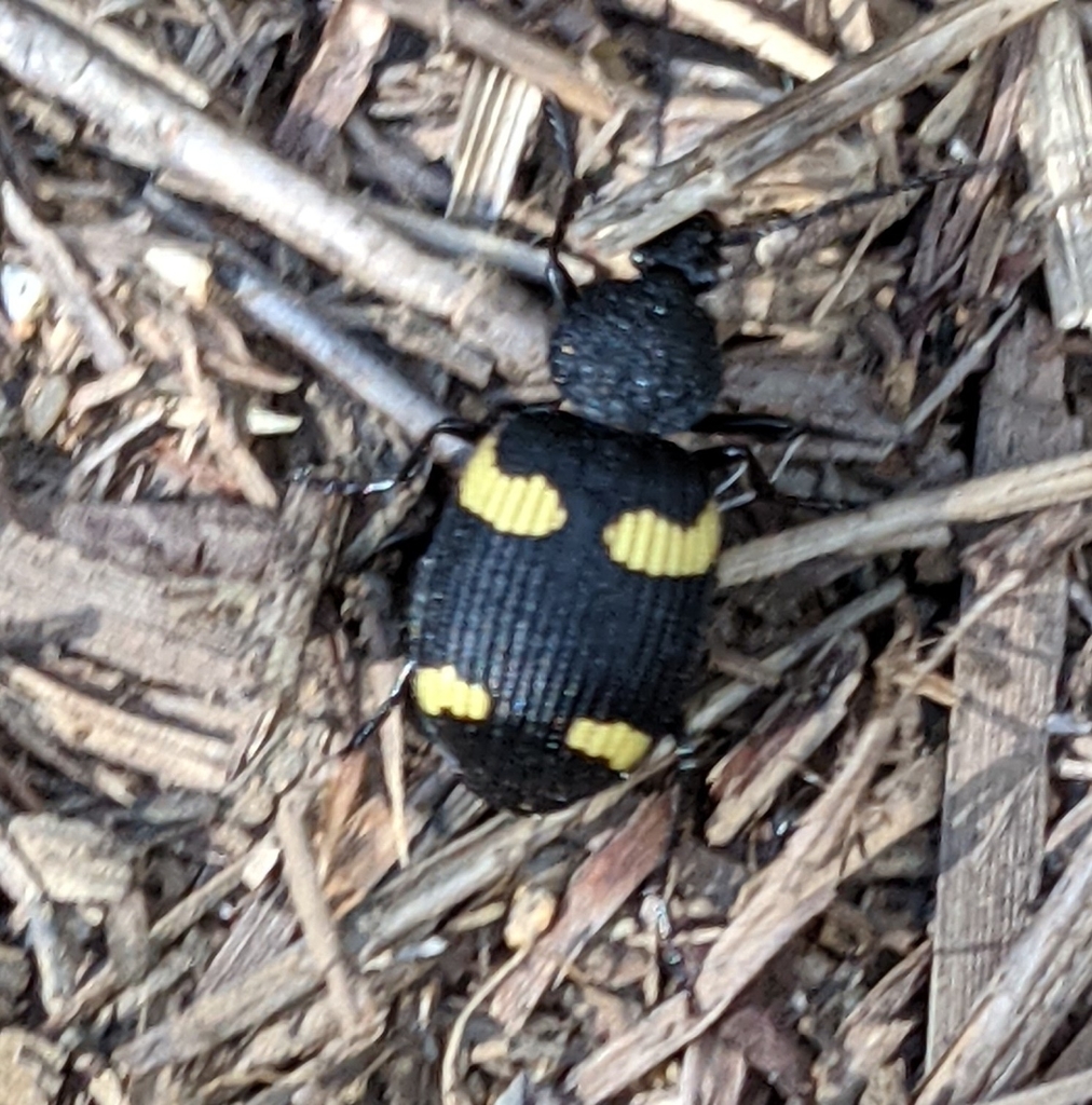 Hairy Ground Beetles