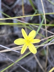 Tricoryne