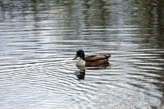 Anas platyrhynchos domesticus