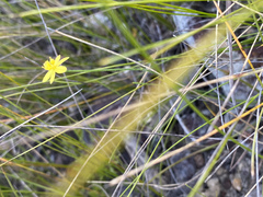 Tricoryne