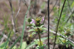 Lamium amplexicaule orientale