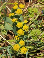 Bupleurum subovatum