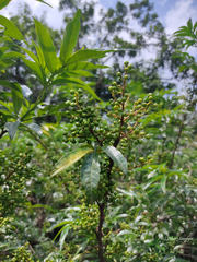 Zanthoxylum khasianum