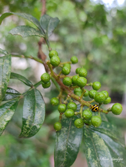 Zanthoxylum khasianum
