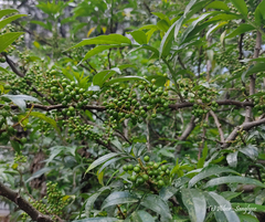 Zanthoxylum khasianum