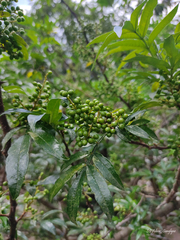 Zanthoxylum khasianum