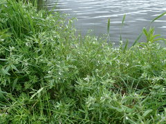 Buglossoides arvensis arvensis