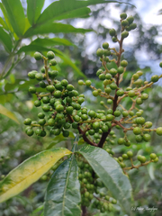 Zanthoxylum khasianum
