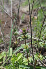 Lamium amplexicaule orientale