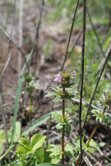 Lamium amplexicaule orientale