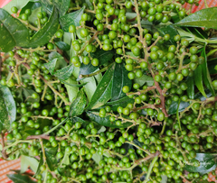 Zanthoxylum khasianum