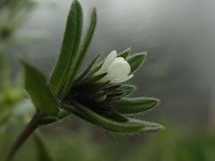 Buglossoides arvensis arvensis