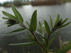 Buglossoides arvensis arvensis