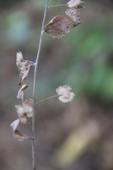 Veronica crista-galli