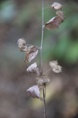 Veronica crista-galli