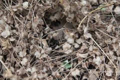 Veronica crista-galli