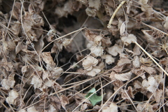 Veronica crista-galli