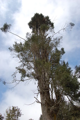 Abies guatemalensis