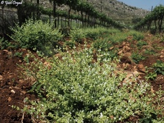 Salvia syriaca