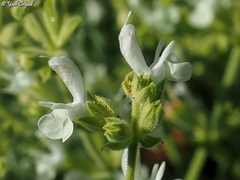 Salvia syriaca