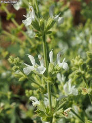 Salvia syriaca