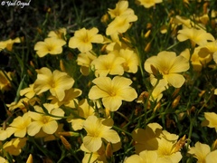 Linum mucronatum