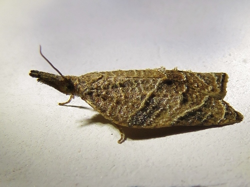 Omnivorous Platynota Moth