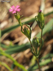 Silene muscipula