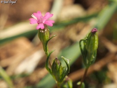 Silene muscipula