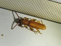 Smodicum cucujiforme