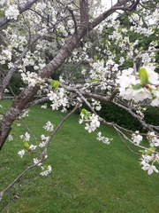 Prunus